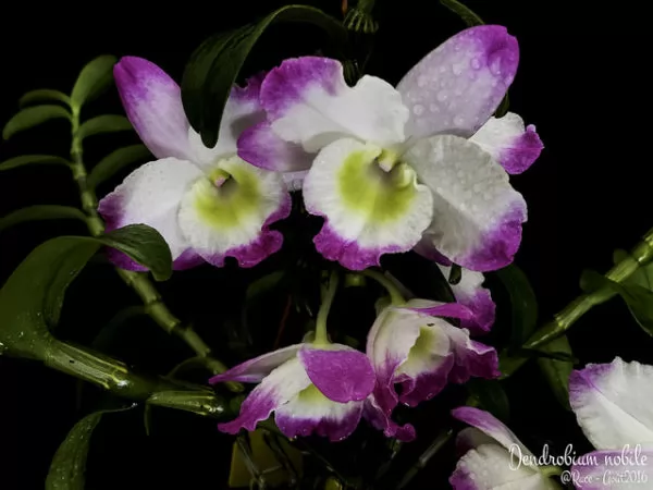 Fiori bagnati Dendrobium nobile
