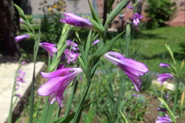 Gladiolus kotschyanus