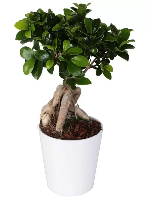 Bonsai Ficus   Microcarpa
