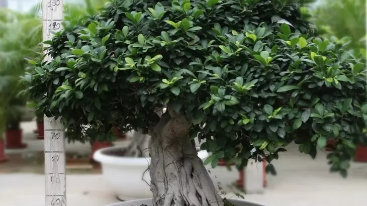 Ficus Bonsai