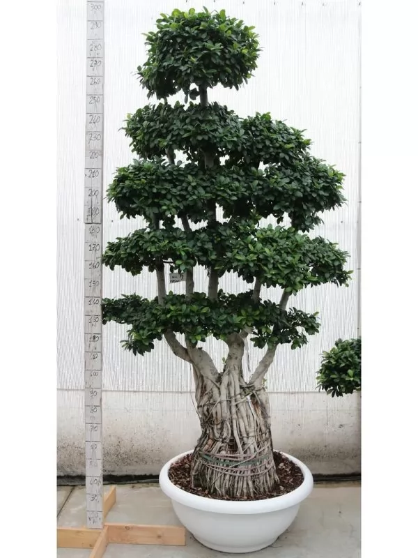 Ficus Multiroot Medium 