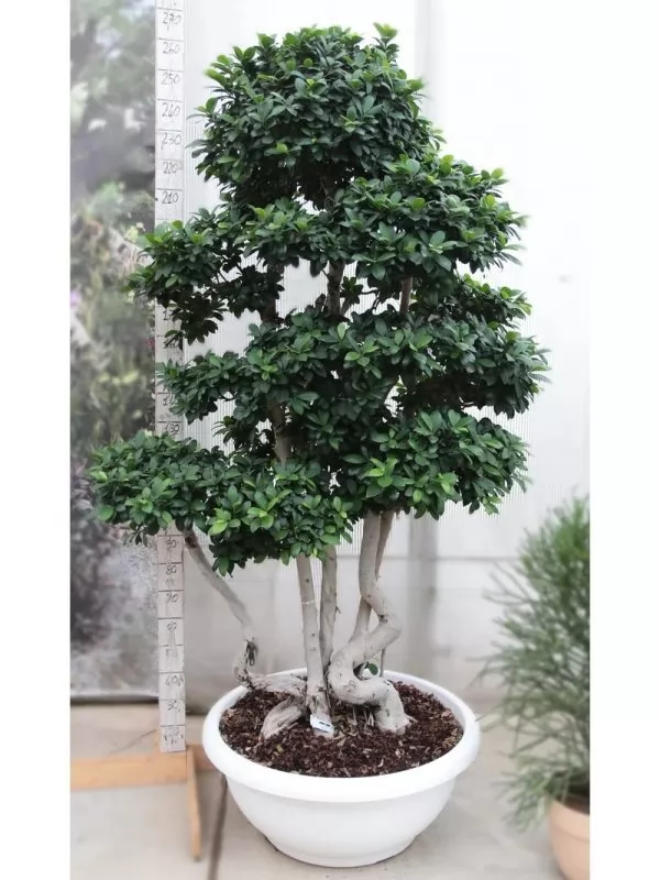Bonsai Ficus Multi-Stem Large coltivato da CasitaHermosa