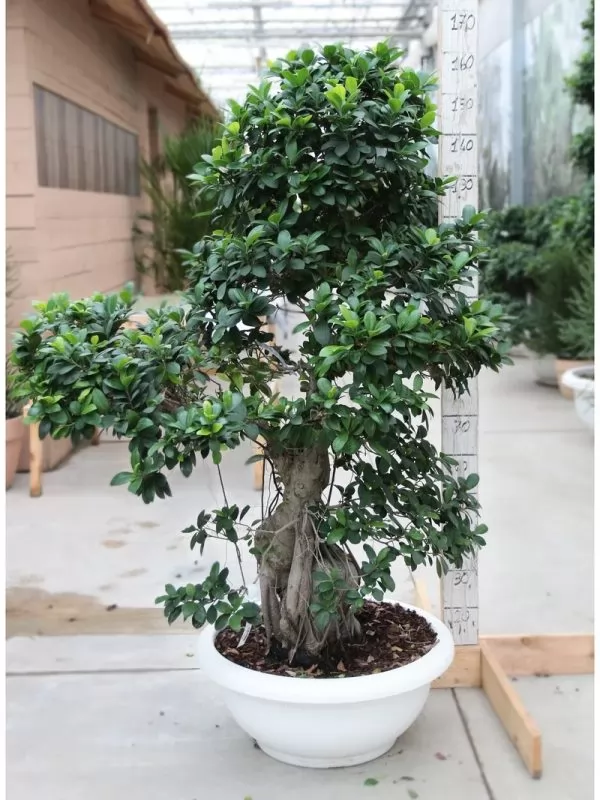 Bonsai Ficus Strong Extra
