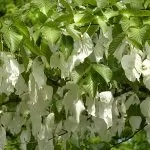 Albero dei Fazzoletti (Davidia involucrata )
