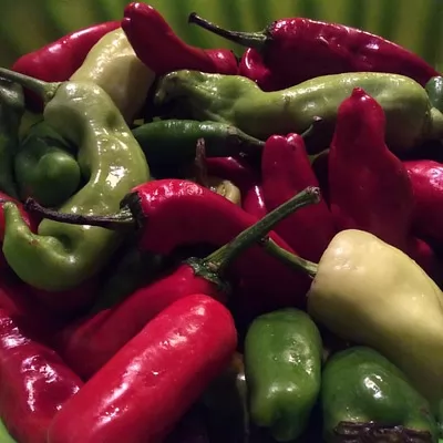 varietà capsicum annuum