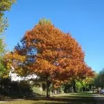 Quercia rossa (Quercus rubra)