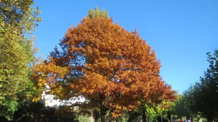 Coltivazione Quercus rubra (Quercia rossa)