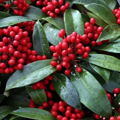 SKIMMIA