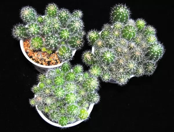 Echinopsis 