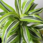 Dracena