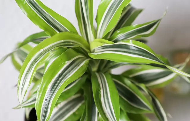 Dracena 'Lemon Lime'