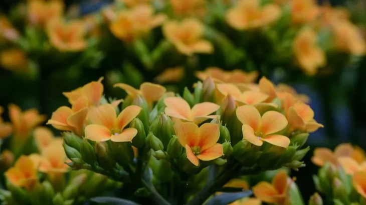 Kalanchoe