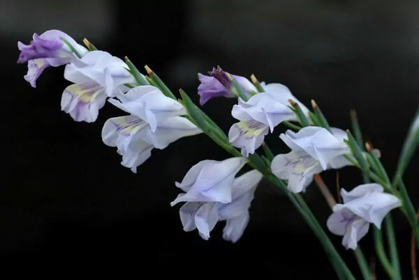 Gladiolus carinatus