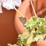 Rimedi e Cura contro la Farfallina dei Gerani (Cacyreus Marshalli)