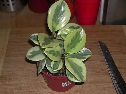 Peperomia obtusifolia variegata 