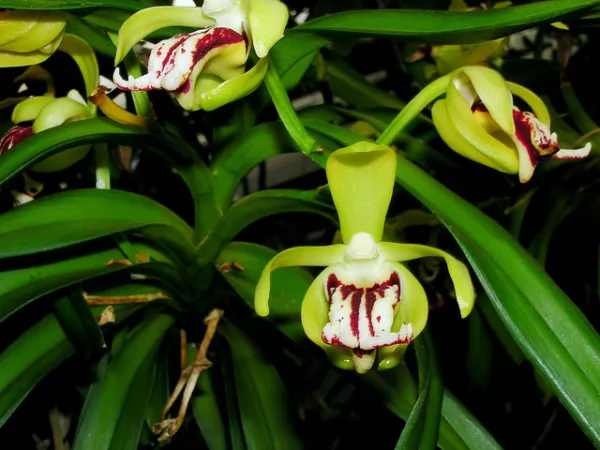 orchidea vanda cristata