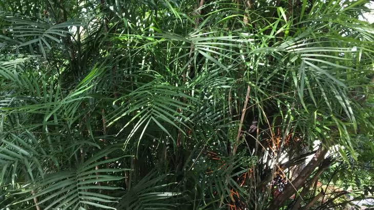 Palma di Bambù - Chamaedorea seifrizii