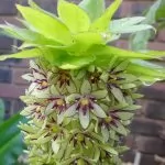 Eucomis