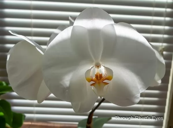 luce naturale per orchidee