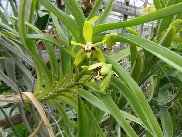 Orchidea vanda alpina