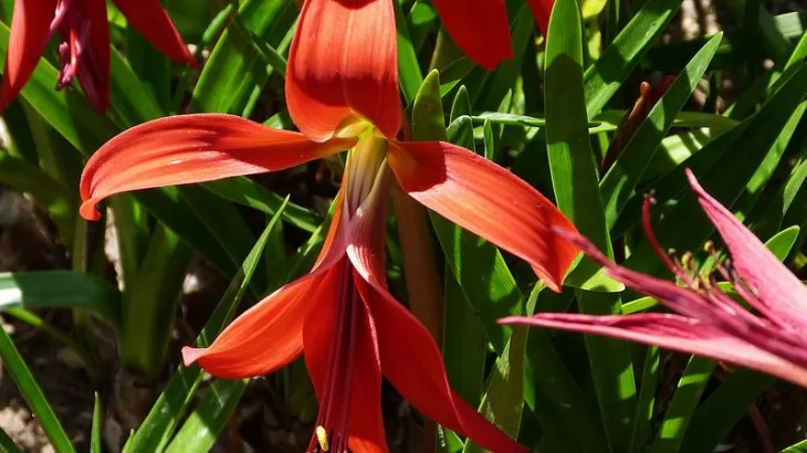 Sprekelia