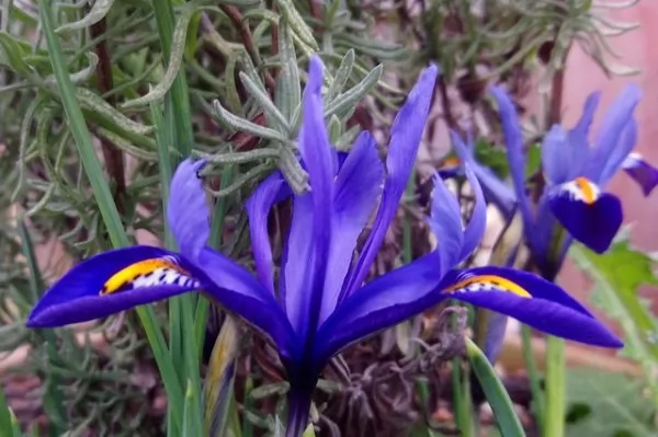 fiore iris reticulata