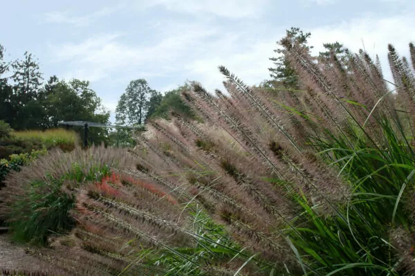 Pennisetum alopecuroides