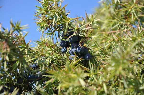 Ginepro - Juniperus bacche
