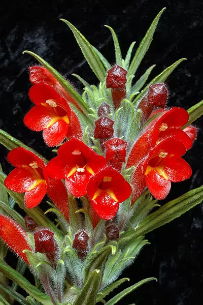 Columnea flexiflora