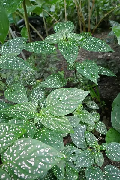 Hypoestes phyllostachya