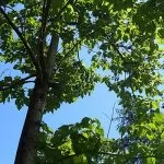 Paulonia (Paulownia)
