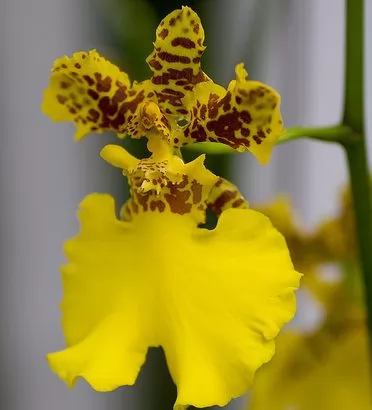 Oncidium Orchidea