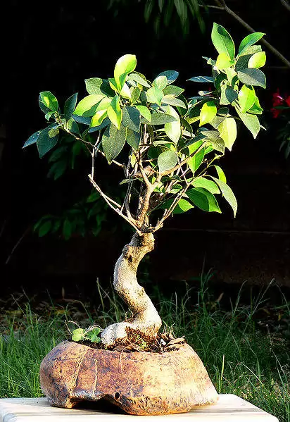 Penjing Ficus