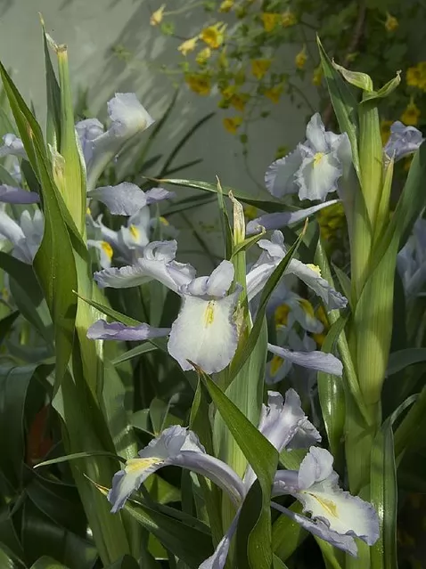 coltivazione iris aucheri