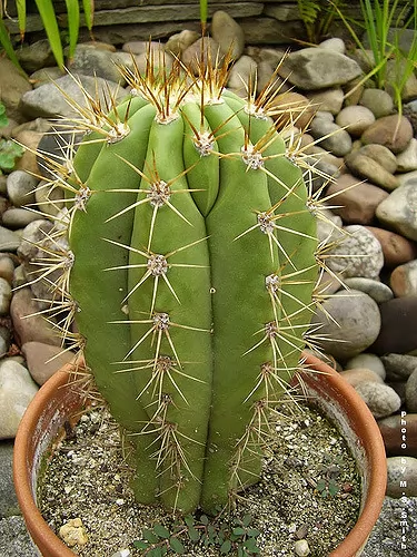 cactus terscheckii