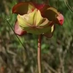 Sarracenia (Pianta carnivora)