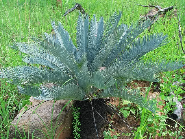 Cycas platyphylla