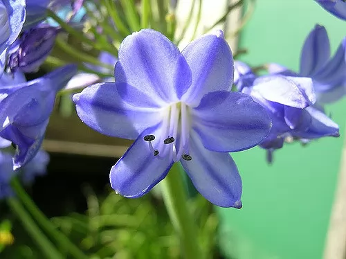 Agapanthus campanulatus