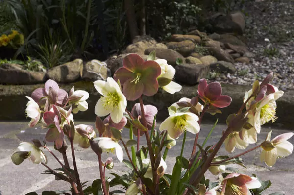 Helleborus - Elleboro o Rosa di Natale