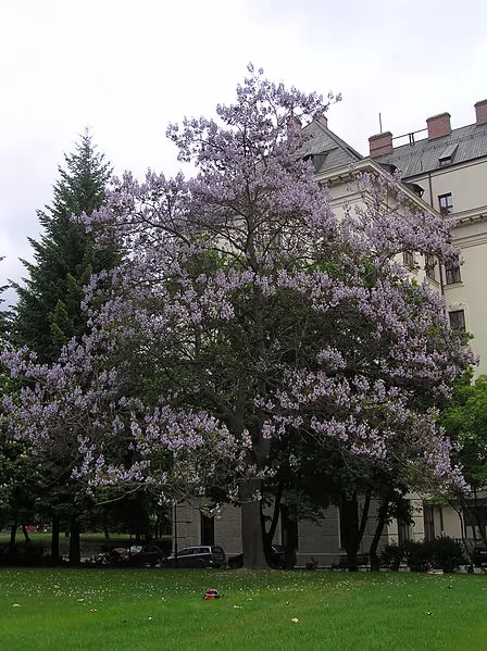 coltivazione Paulownia tomentosa