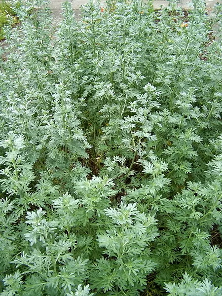 Assenzio (Artemisia absinthium)