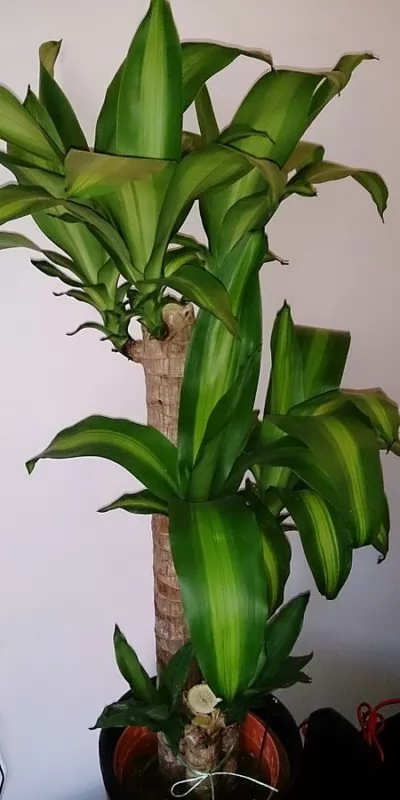 Dracaena fragrans 'Massangeana'