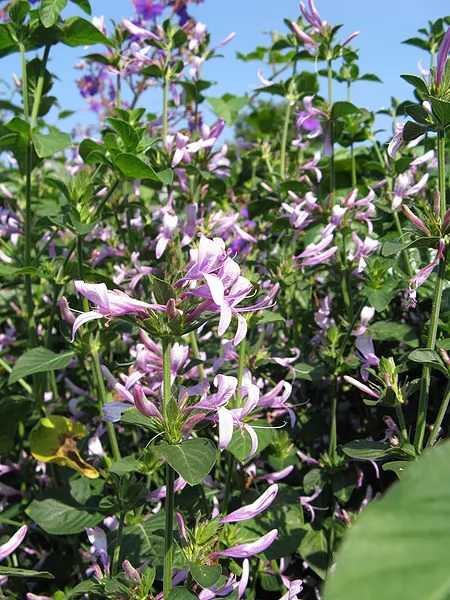 Hypoestes aristata