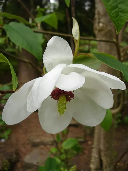 Magnolia_wilsonii