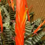 Vriesea splendens