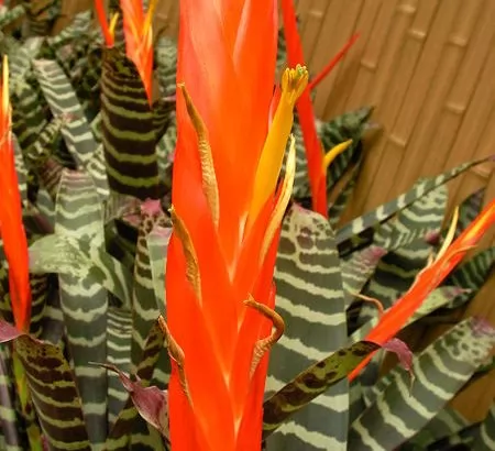 Vriesea splendens