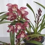Cymbidium (Cimbidio) Orchidea