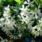 Rincospermo (Rhyncospermum jasminoides)