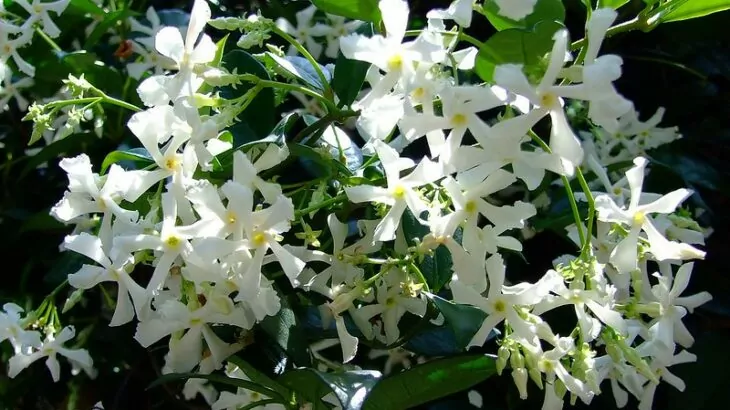 Trachelospermum jasminoides