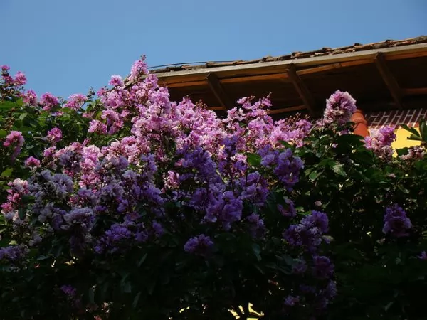 coltivazione in piena terra lagerstroemia